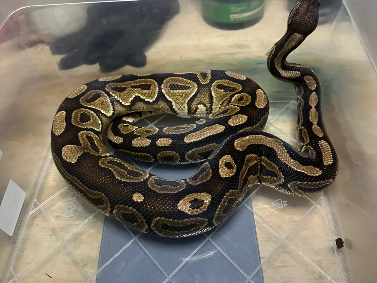 Billede 1 - Konge Python plug and play