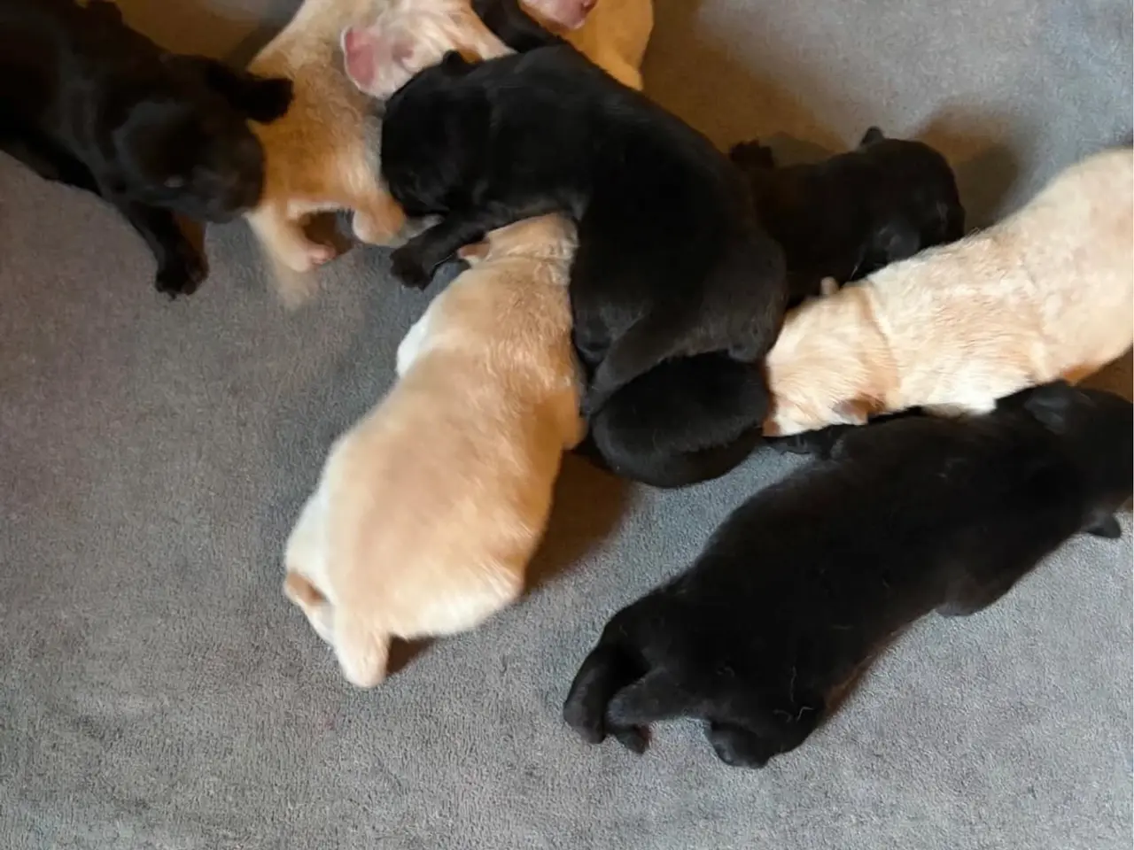 Billede 3 - Chow Chow hvalpe