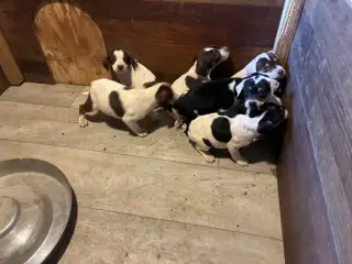 Hundehvalpe Dansksvensk gårdhund