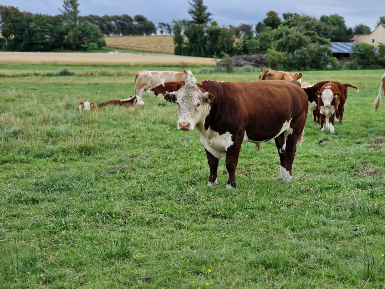 Billede 2 - Hereford tyr