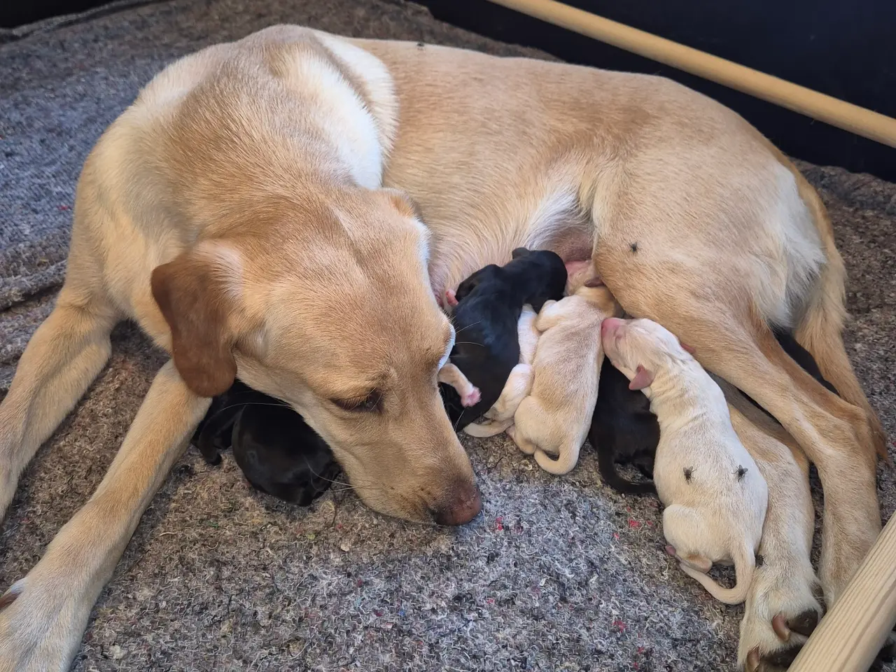 Billede 1 - Labrador formel 1.