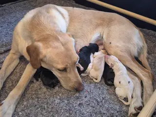Labrador formel 1.