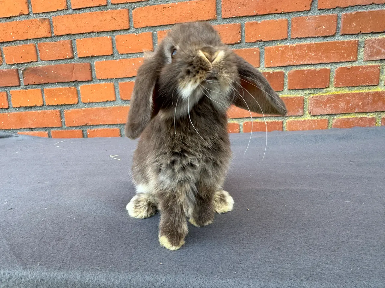 Billede 2 - Mini lop hunkanin