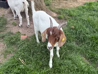 Boer gede