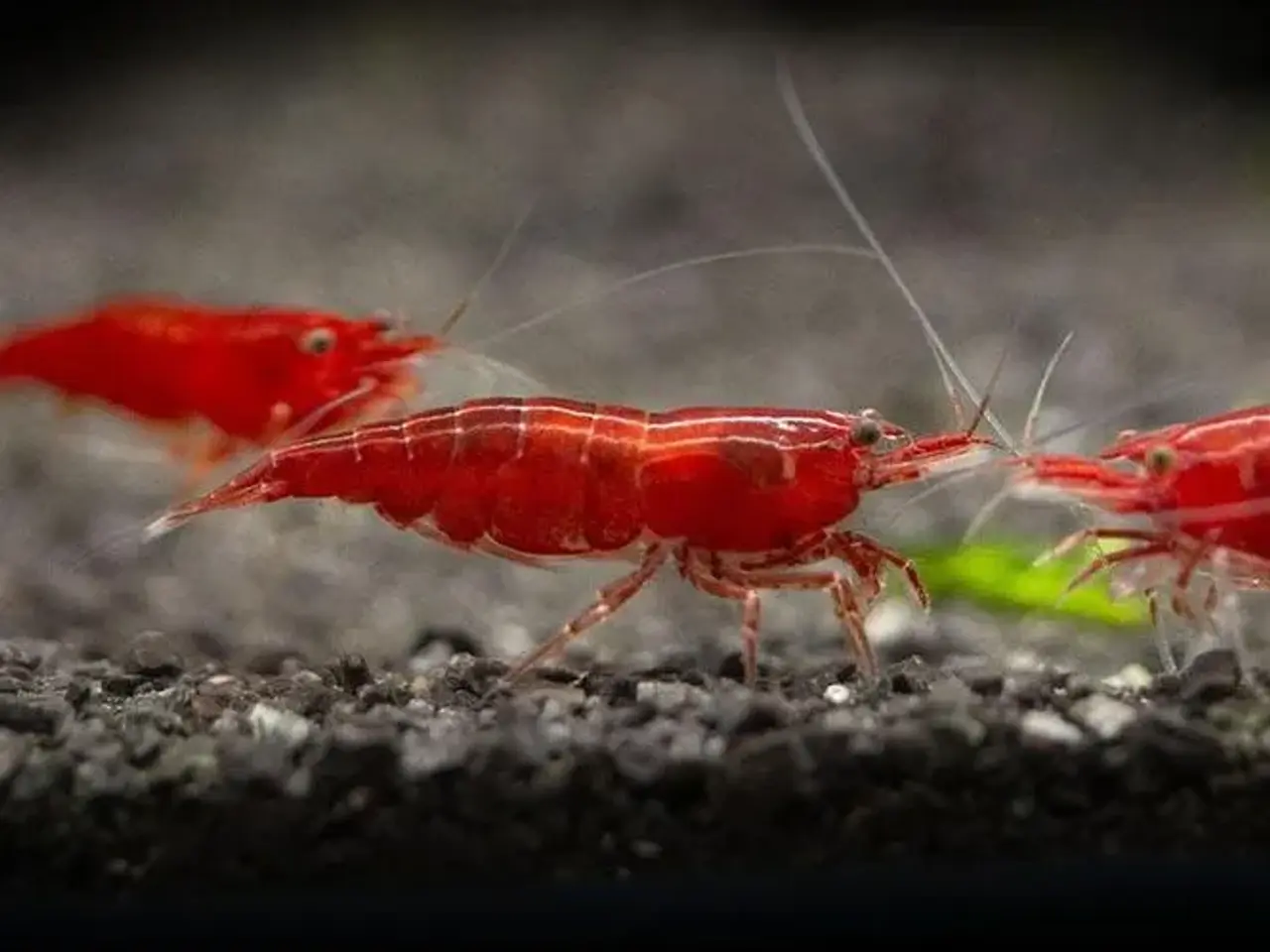 Billede 1 - Kirsebærrejer (Neocaridina davidi)