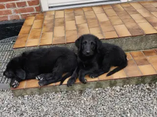 Shepadoodle hvalpe søger nye kærlige hjem - 5