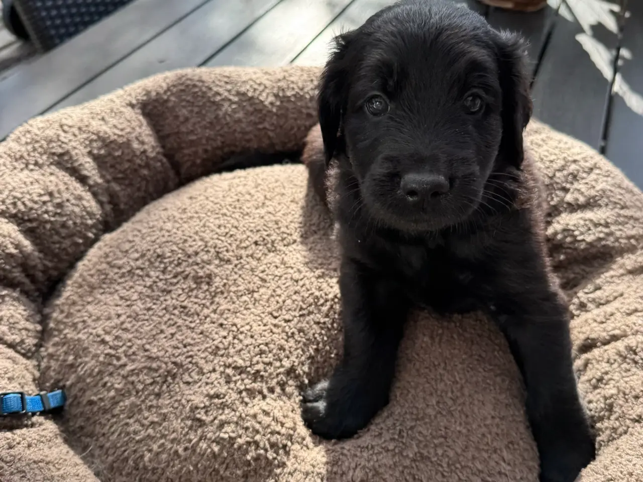 Billede 5 - God retriever/doodle-mix bamser