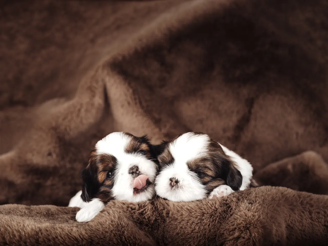 Billede 6 - Shih Tzu hundehvalpe søger nyt hjem (Tæver)