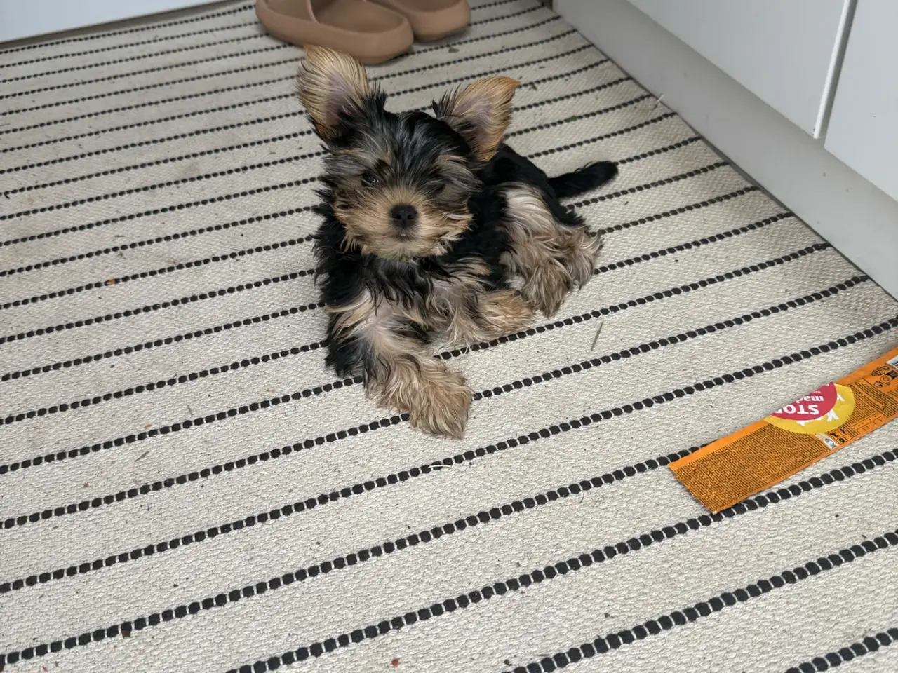 Billede 7 - De sødeste Yorkie hvalpe
