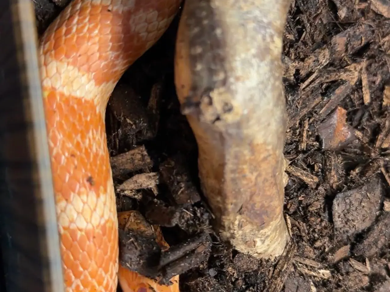 Billede 3 - Amel Het Scaleless Kornsnog