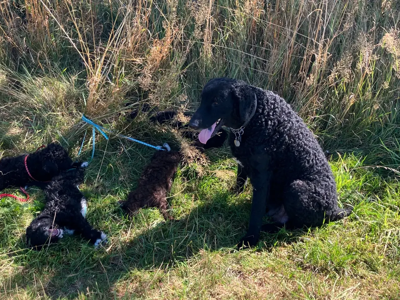 Billede 5 - Lagotto Romagnolo/Curly Coatted Retriever 