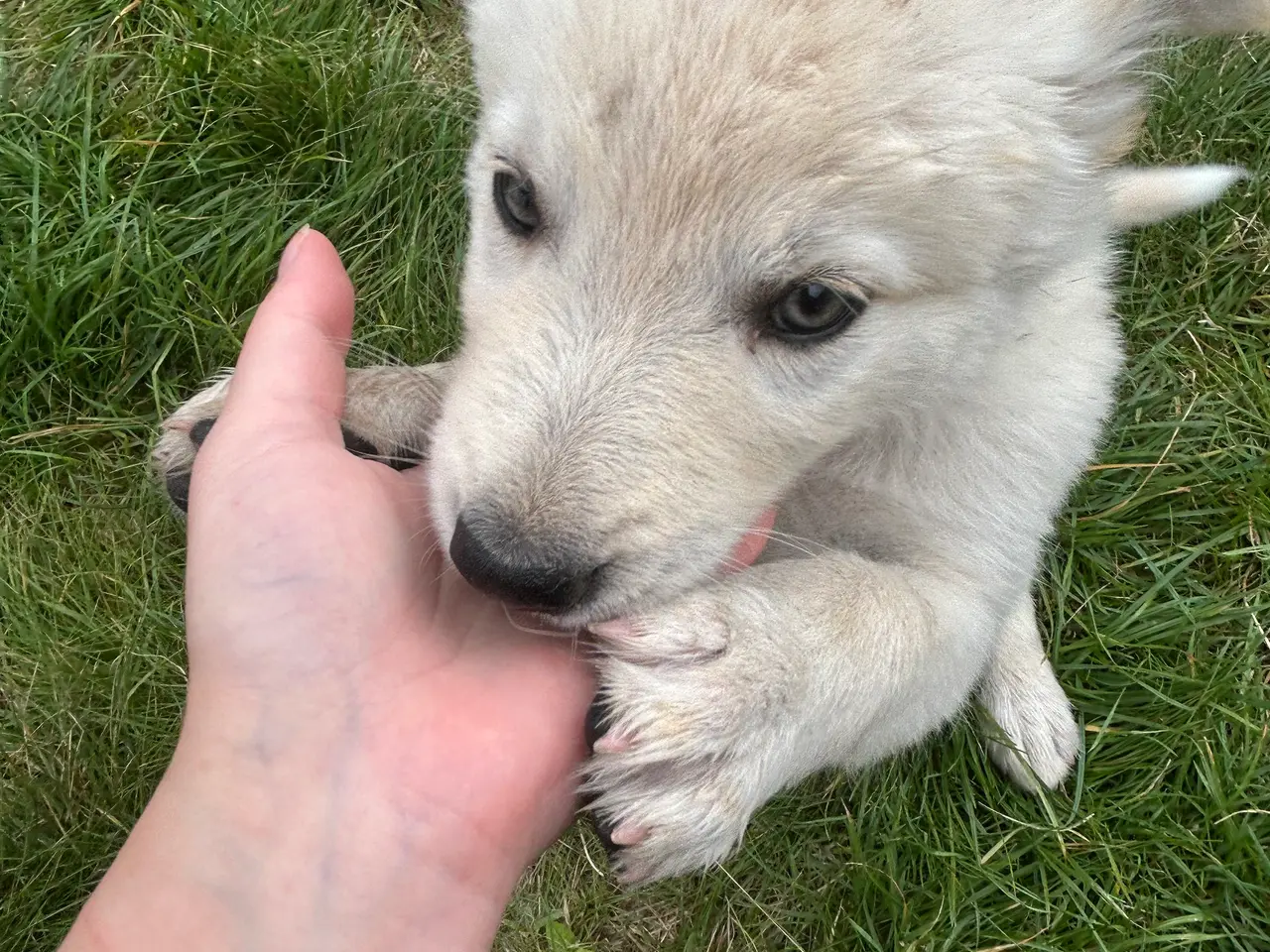 Billede 5 - 🐾 Thorn søger sit nye hjem 🐾