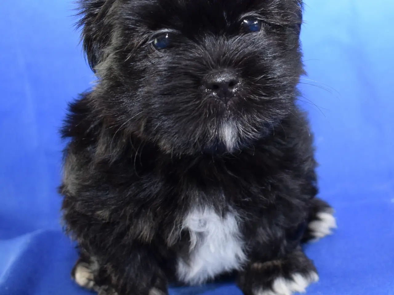 Billede 2 - Lhasa Apso hvalpe