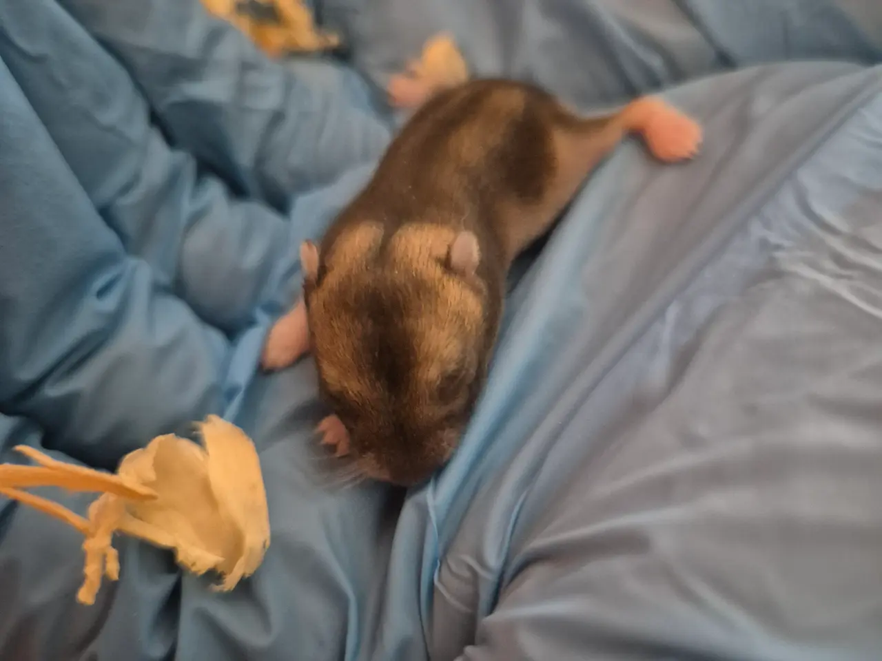 Billede 3 - Dværgehamster