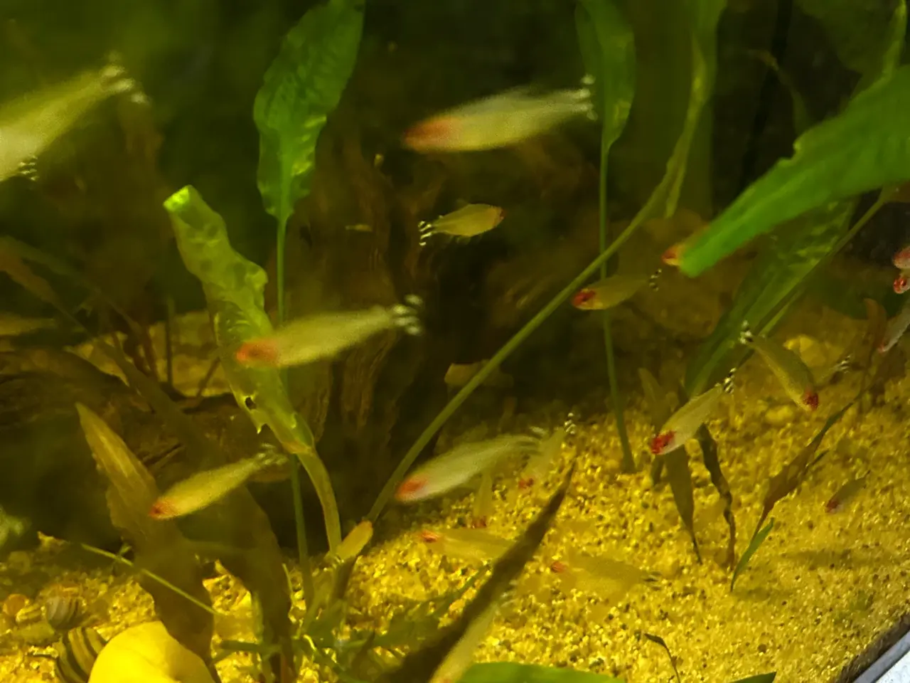 Billede 5 - 🔥🐟 Rødnæsetetra – perfekte stimefisk til akvarie