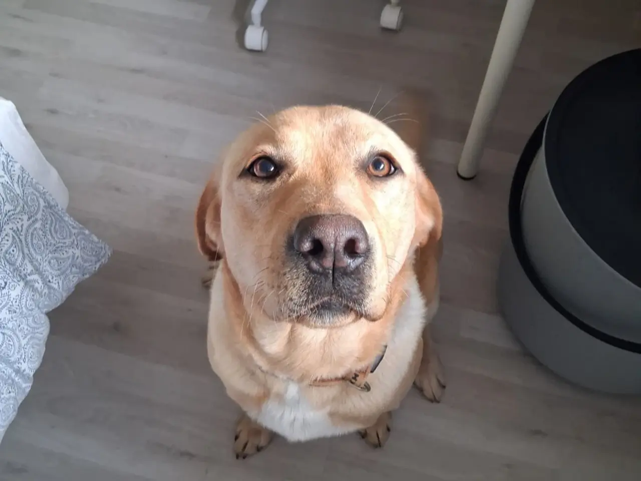 Billede 5 - Sødeste avlsklare labrador