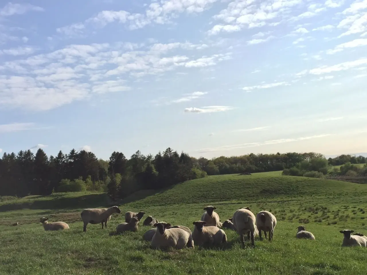 Billede 4 - Oxforddown Lam