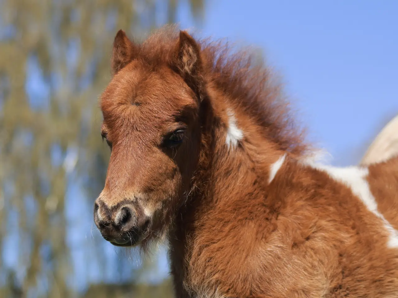 Billede 1 - Dejligt shetlandspony hoppeføl 