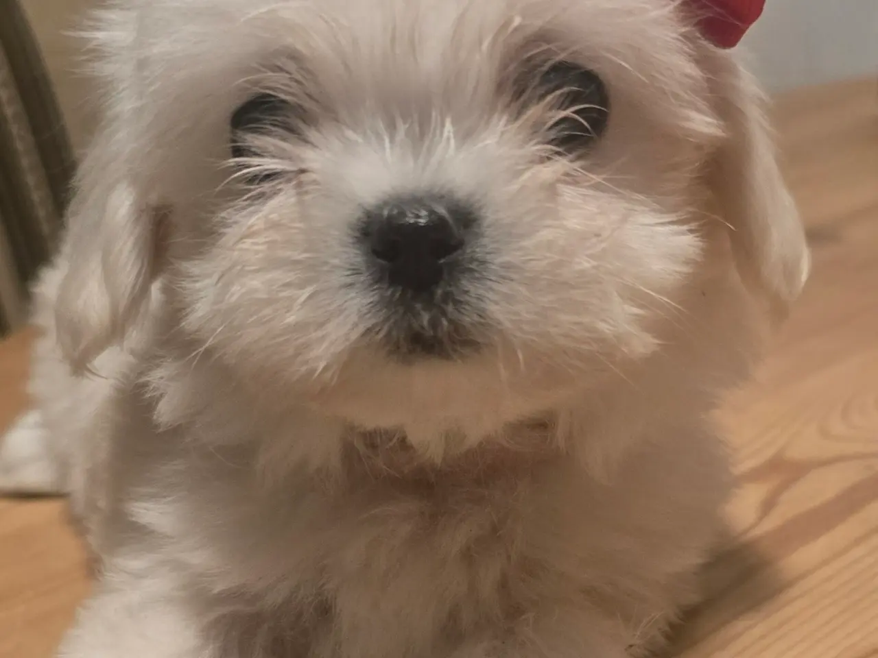 Billede 4 - Bichon-hvalpe søger nye hjem .