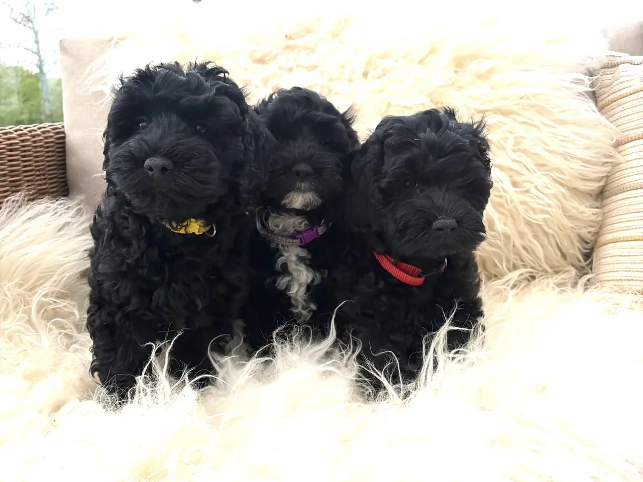 Billede 7 - De smukkeste små fine Cavapoo drenge