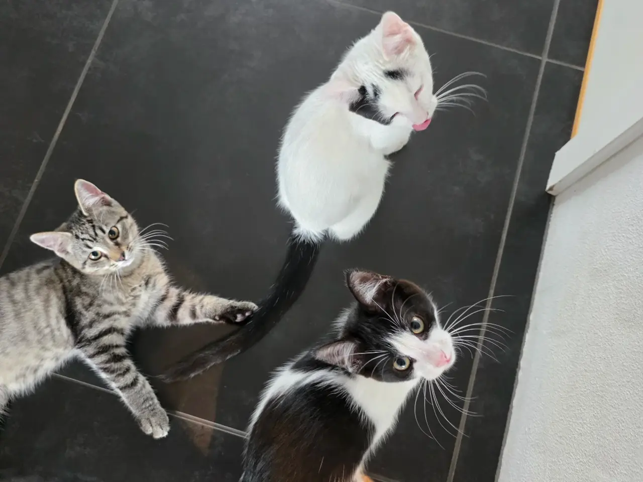 Billede 3 - Søde kattekillinger klar til nye hjem