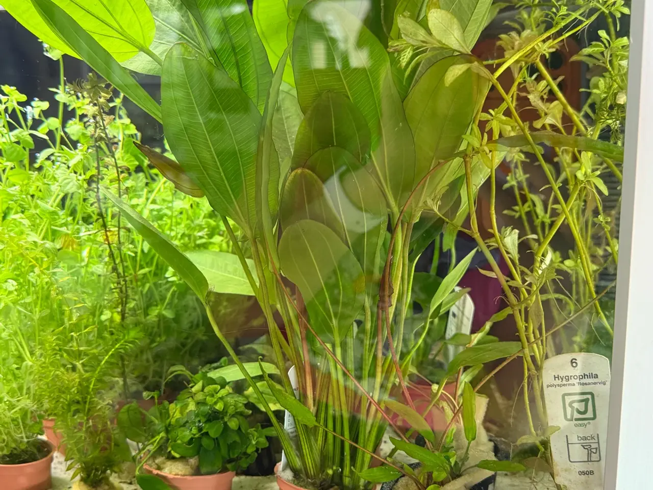 Billede 8 - Mange flere akvarie planter