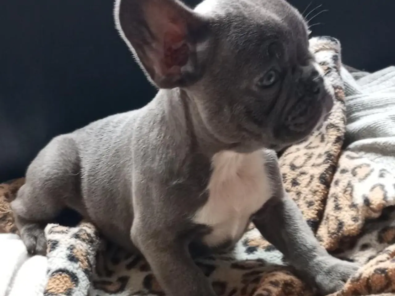 Billede 1 - De dejligste Fransk bulldog hvalpe sælges.