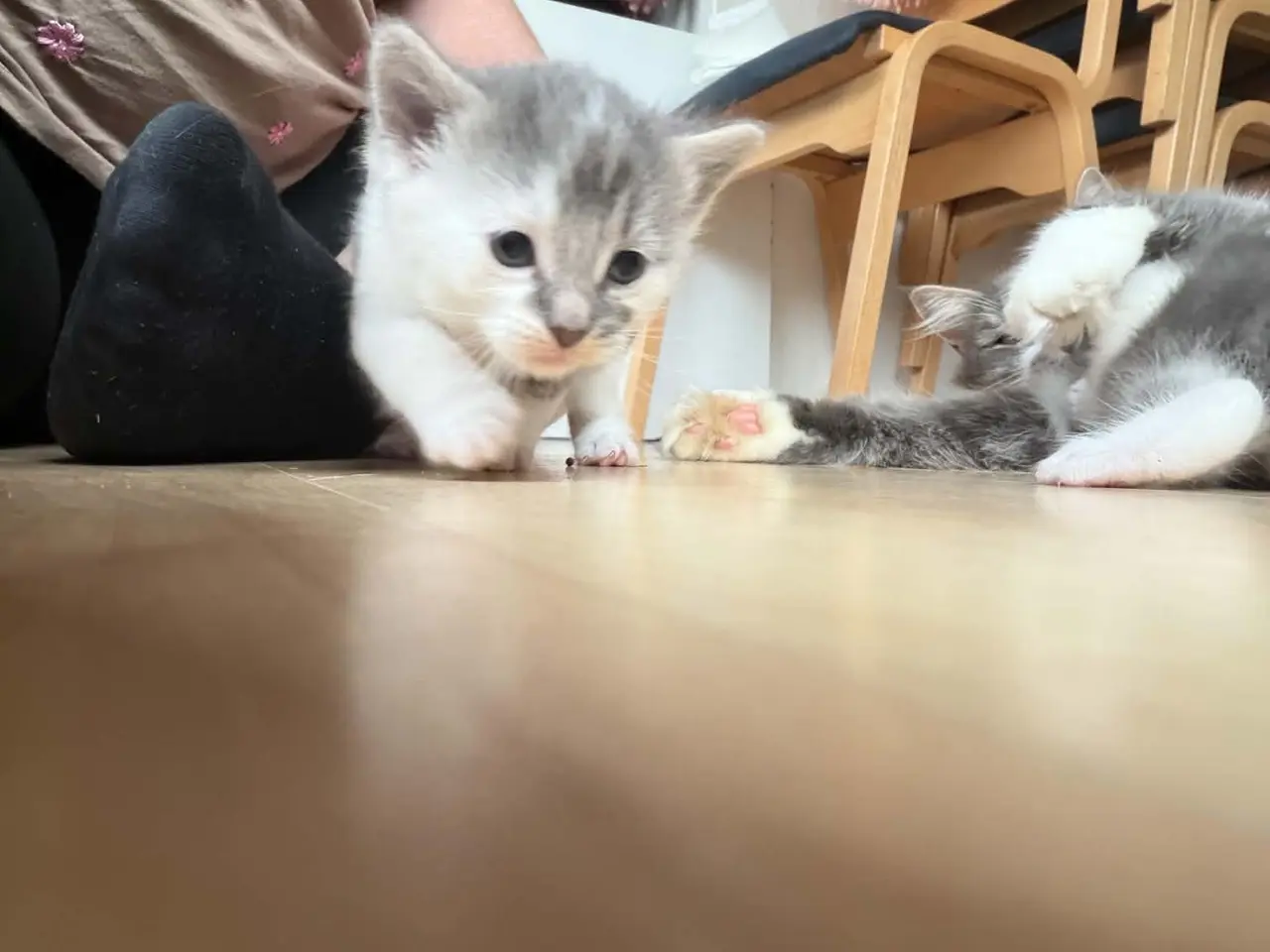 Billede 3 - Sødeste kattekillinger