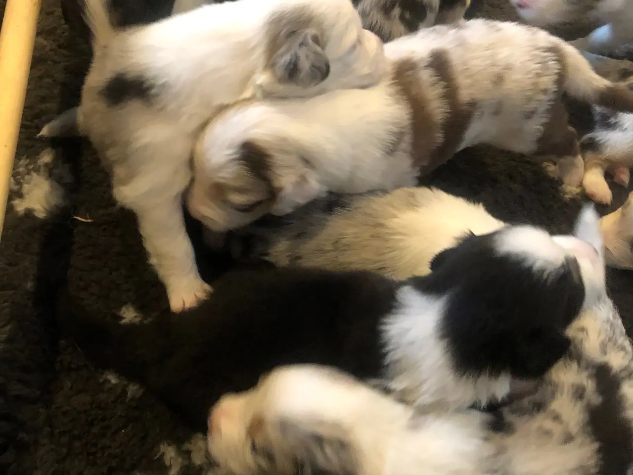 Billede 4 - Australian shepherd hvalpe