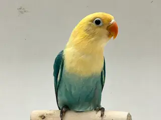 Dværgpapegøje Turkis Blå Opaline
