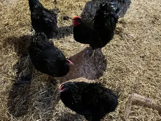 Wyandotter stor