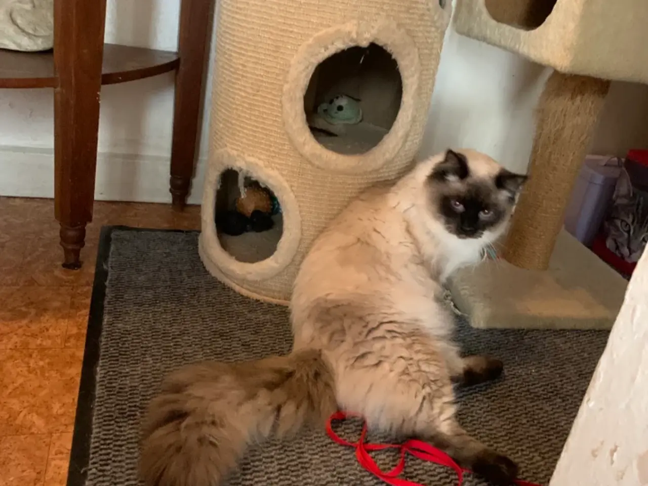 Billede 7 - Ragdoll hun'ung,kat fra d.28-3-25