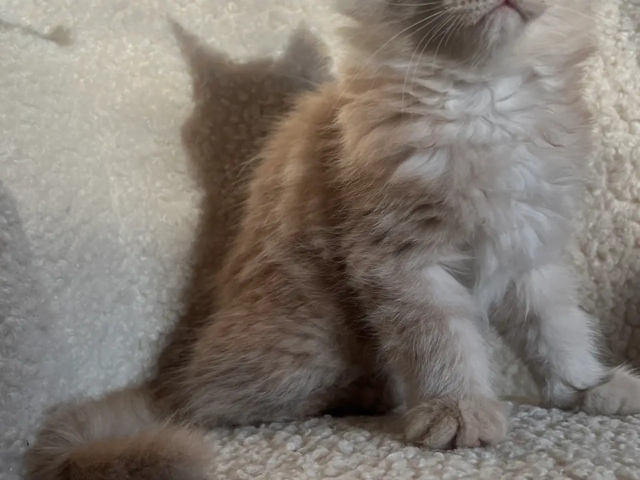 Billede 2 - Mainecoon killinger søger nye hjem