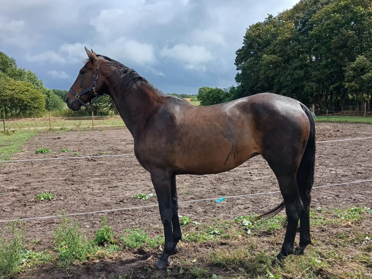 Billede 8 - Hoppe drægtig med pinto hingst