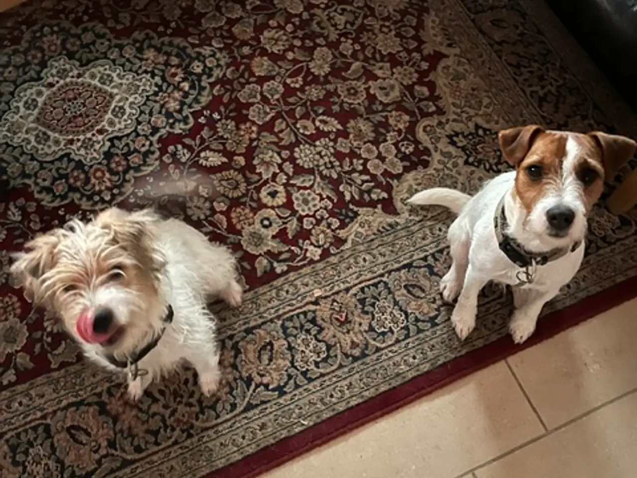 Billede 8 - Parson Russel terrier hvalpe (Jack Russel)