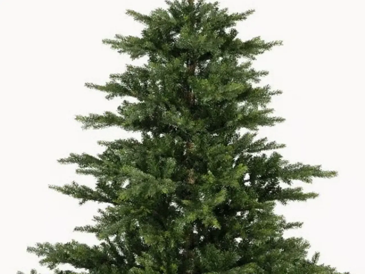 Billede 1 - Juletræ Grandis Fir