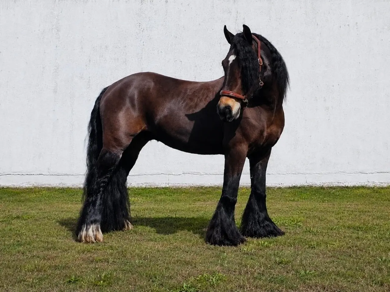 Billede 1 - Bulæer - 3 års kat. 3 pony