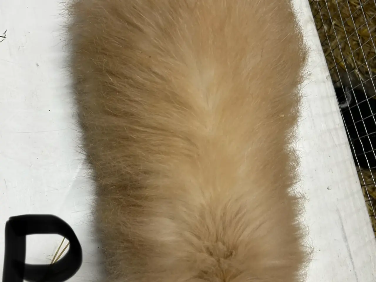Billede 5 - Smukke Angora kanin unger