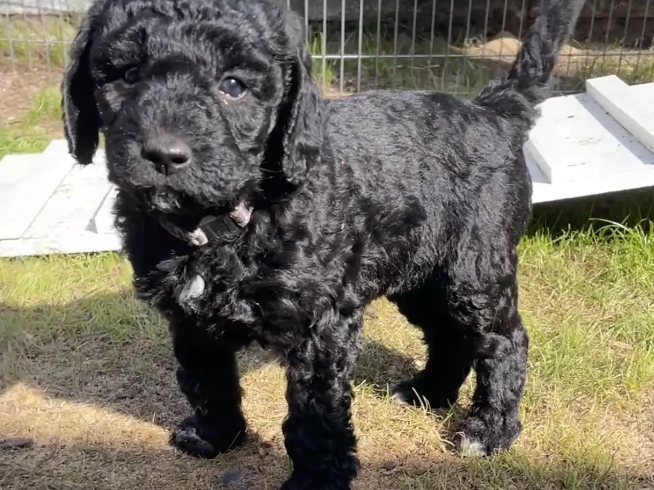 Billede 7 - Cavapoo f1b