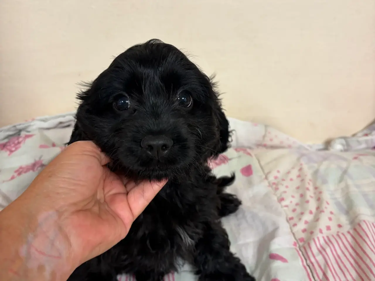 Billede 11 - De smukkeste F1 Cavapoo babyer