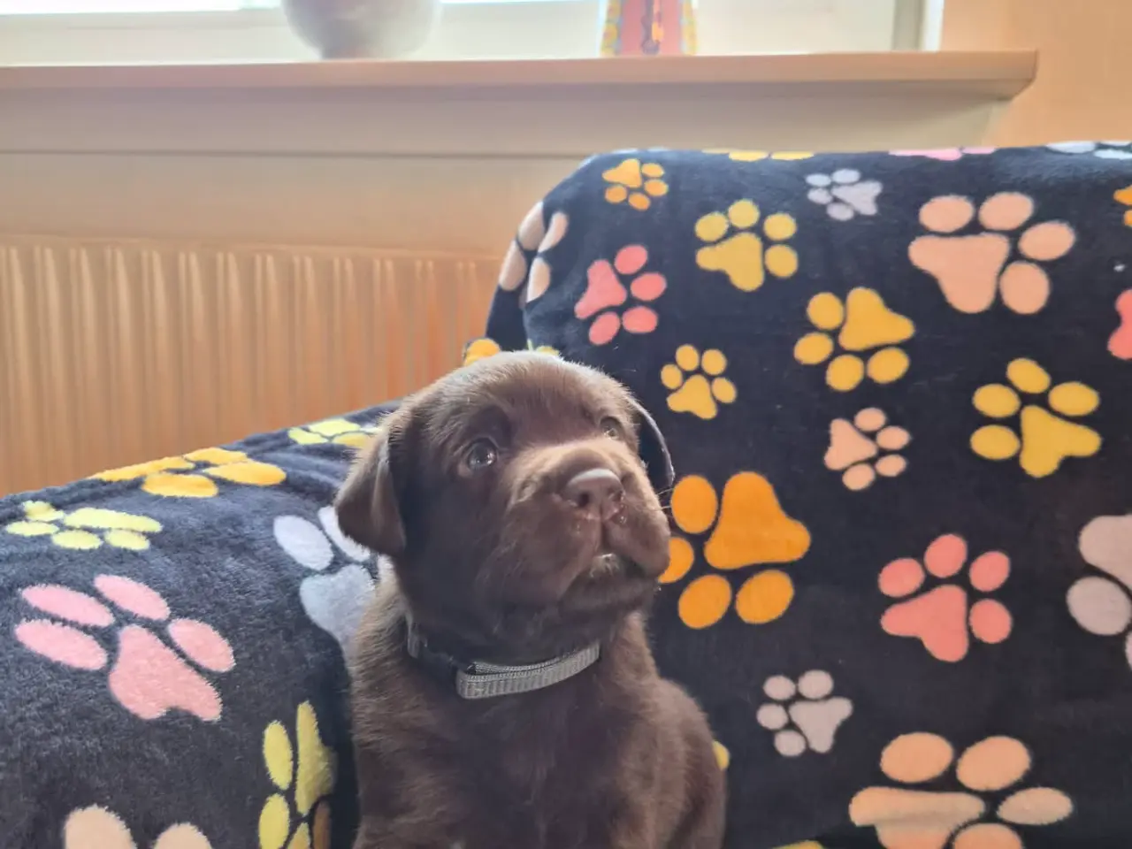 Billede 1 - Skønne gammeldags Labrador hvalpe.