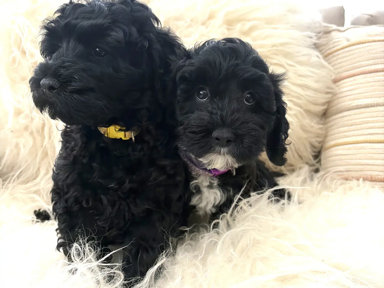 Billede 10 - De smukkeste små fine Cavapoo drenge