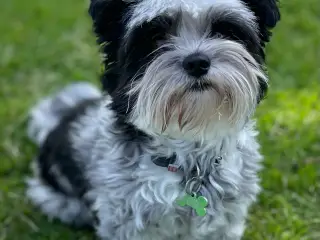  parring af Yorkshire terrier / Malteser