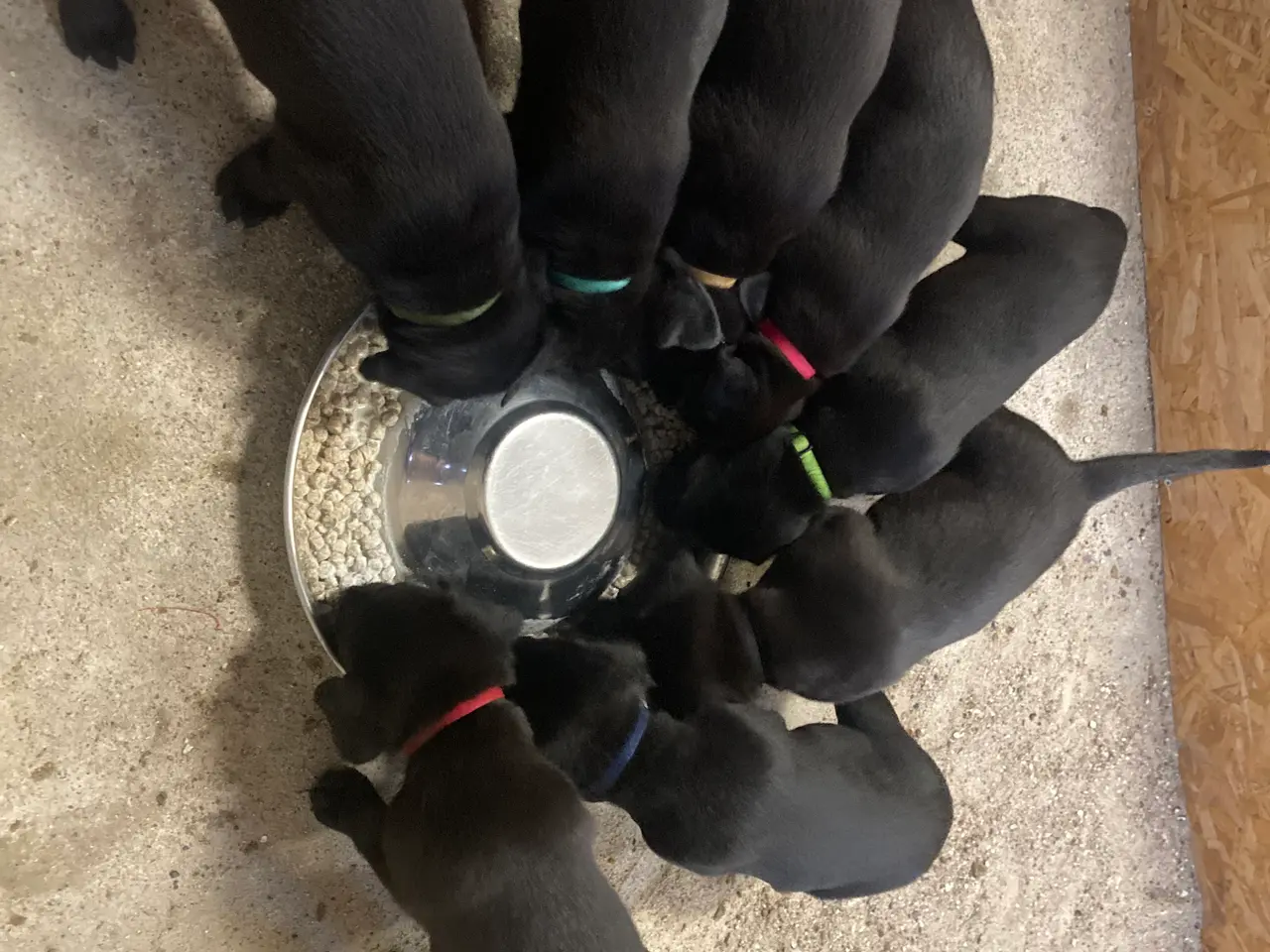 Billede 4 - Sunde og dejlige Labrador hvalpe søger nyt hjem.