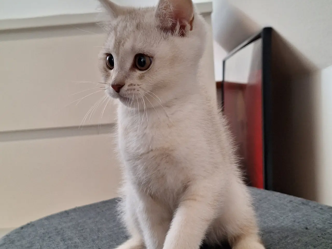 Billede 6 - British shorthair