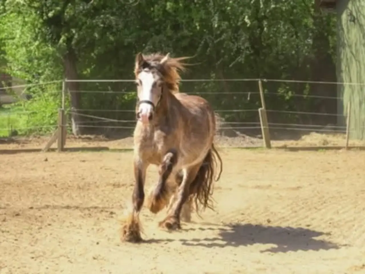 Billede 8 - Irish Cob heste søger nyt hjem