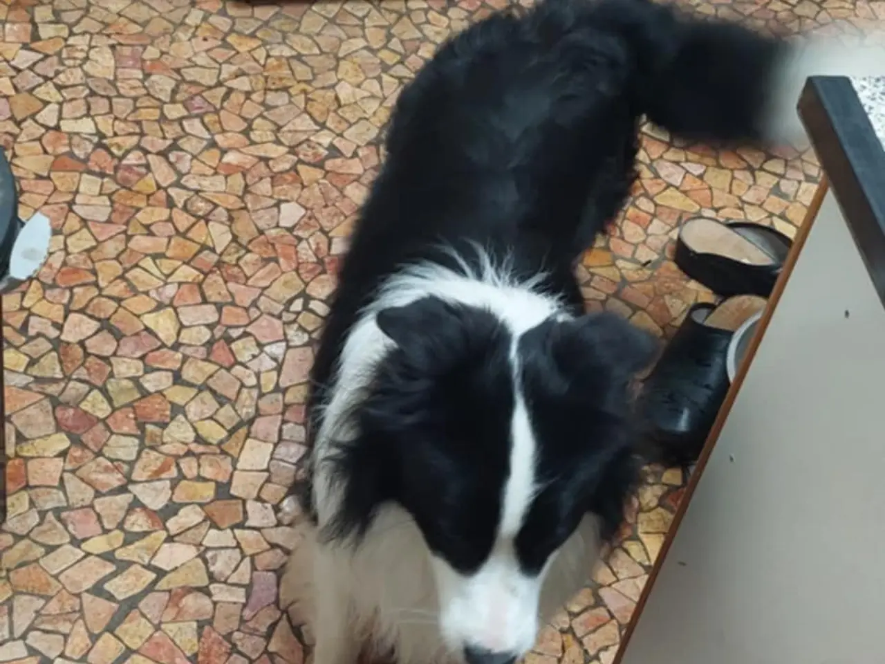 Billede 4 - 2 Engelsk cockerspaniel/Border Collie mix hvalpe