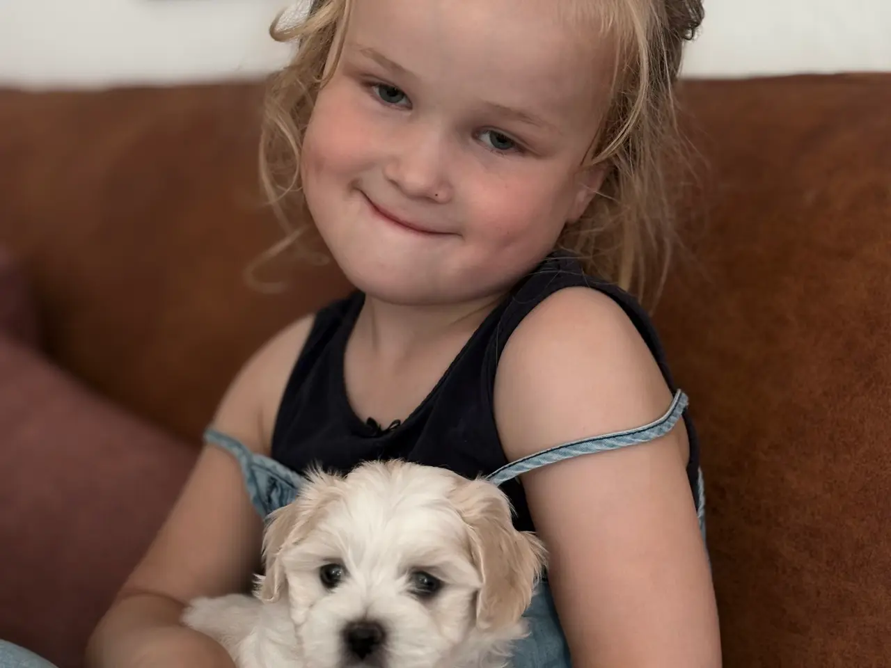 Billede 10 - Malteser/Maltipoo