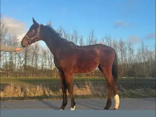 Ringgaard’s cykel søger et hjem