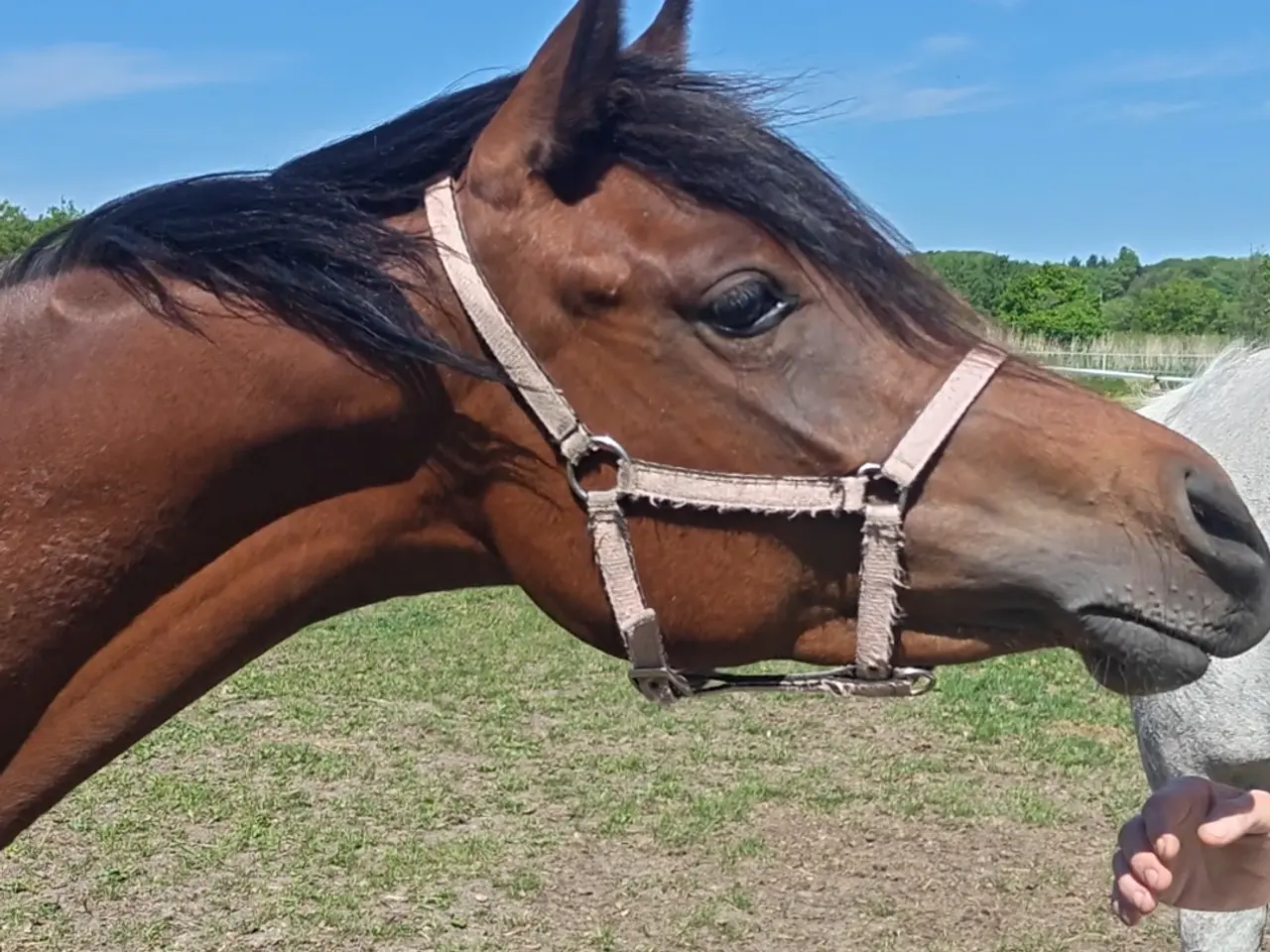 Billede 2 - Ox araber hoppe plag 2 år